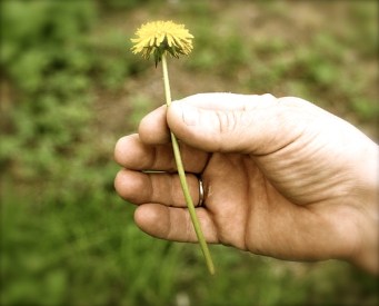 Photo by Welds on Wikimedia Commons