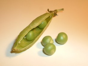 Erbsen123 Peas