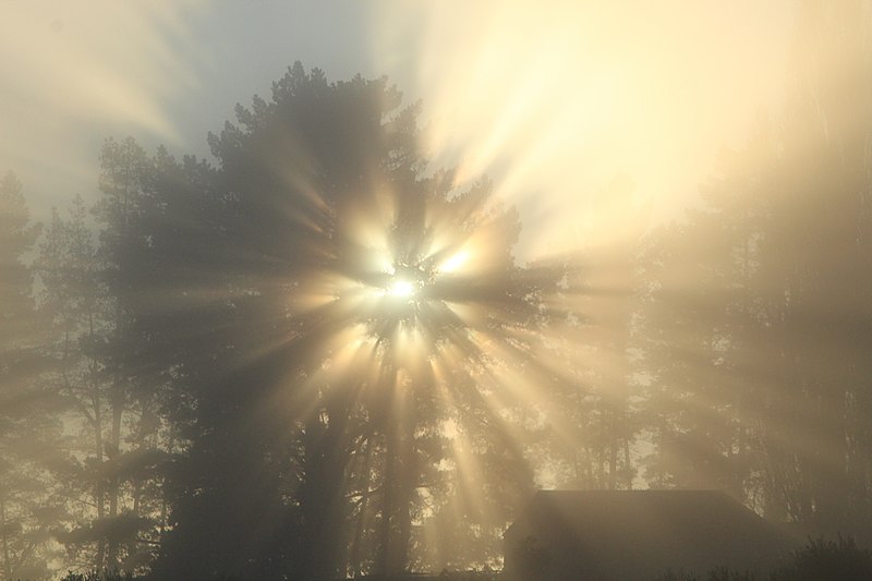 The Burning Bush: What If? – A Sermon On Exodus&nbsp;3:1-15