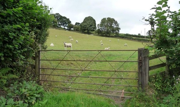 The Question of Reopening – A Sermon on Psalm 23 and John&nbsp;10:1-10