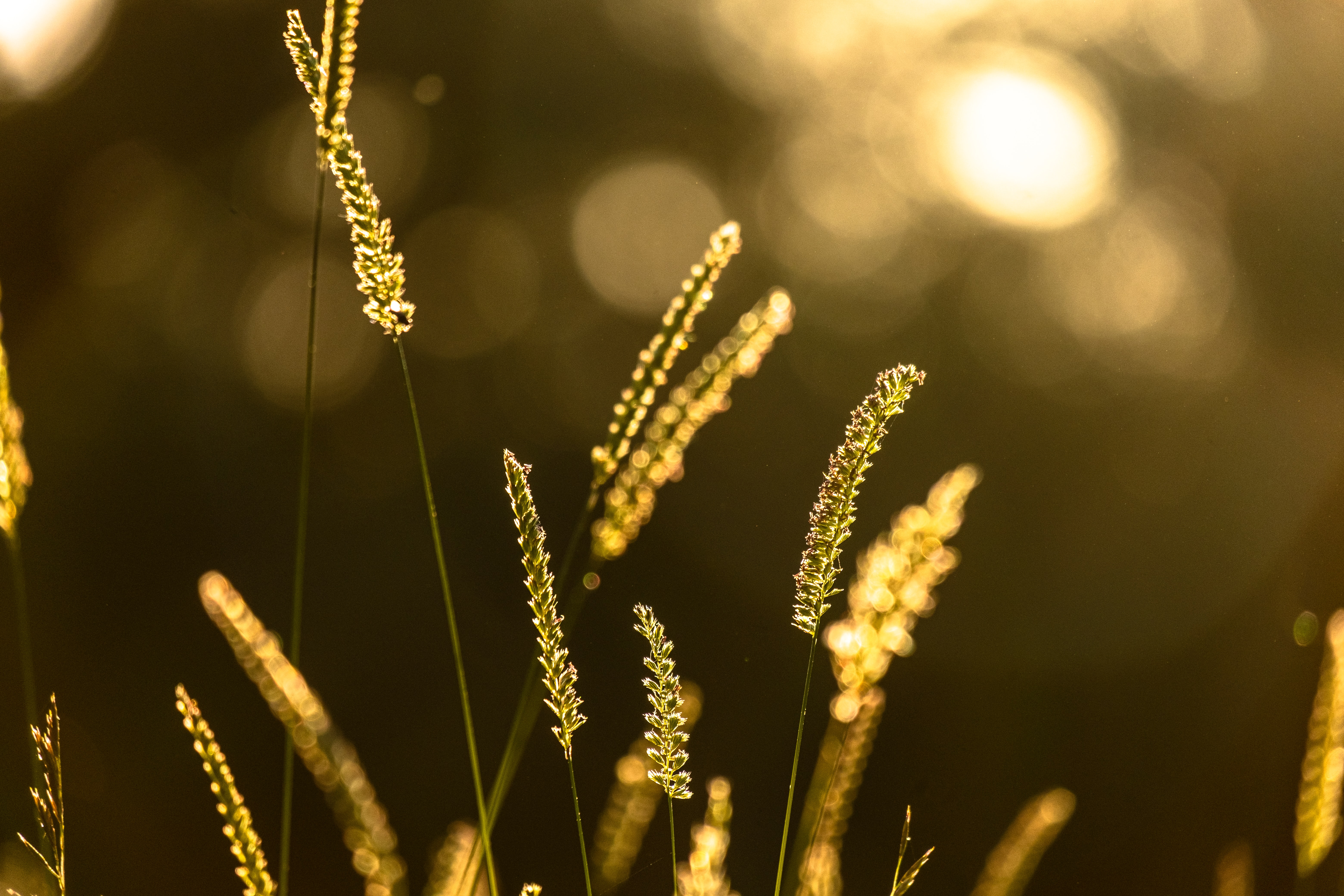 Sowing Seeds Of New Life – A Sermon On Matthew 13:1-9, 18-23