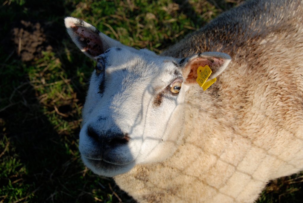 Let’s Not Be Sheepish About Abundance – A Sermon On John&nbsp;10:1-10