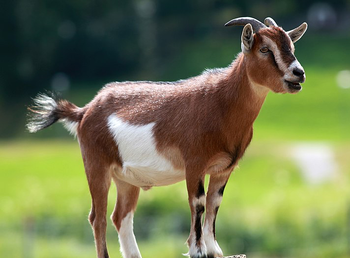 GOATs, Cleaning Ladies, And Greatness – A Sermon On Mark 9:30-37